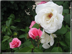foto Fiori